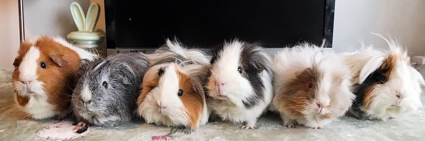 🇬🇧🐹🌿Chestnut Lodge 🌿🐹🇺🇦 banner