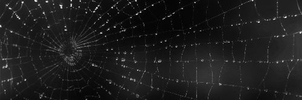 BloodlustSpider Profile Banner