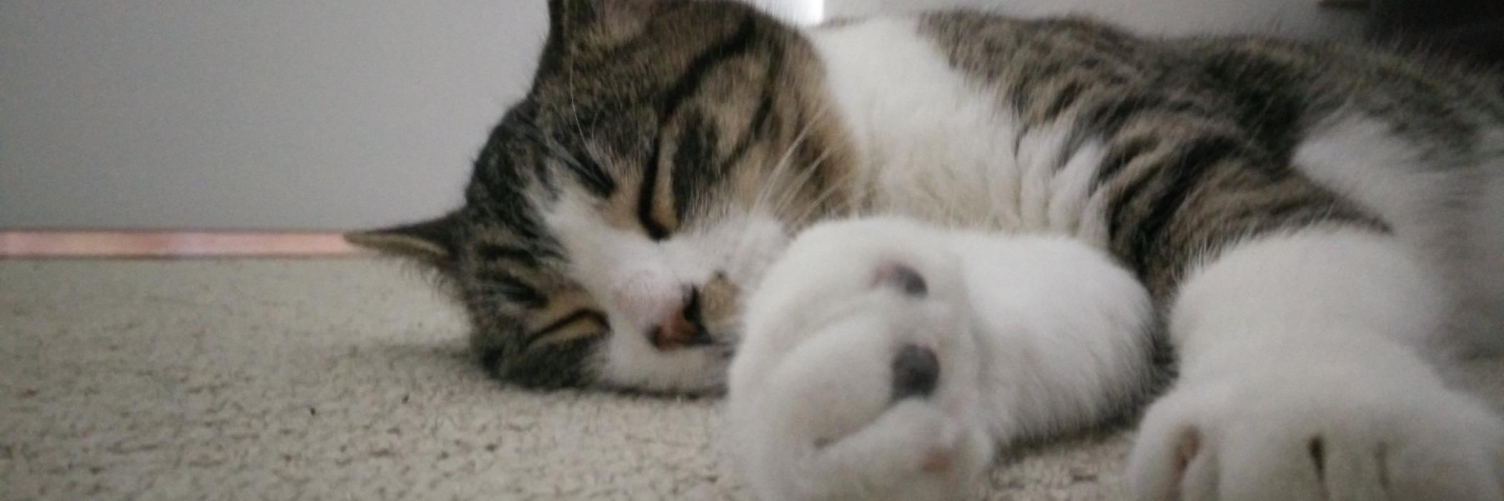 slystartupcat's profile banner image