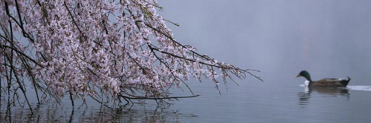TaherehAshraf's profile banner image