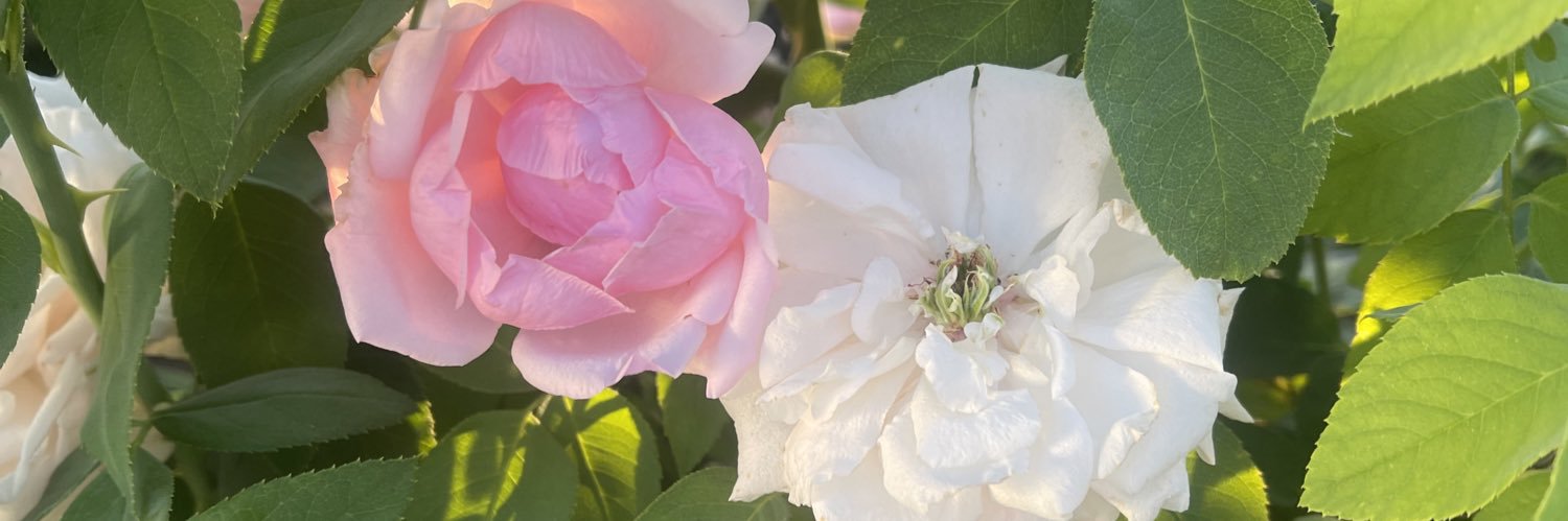 masummermertas's profile banner image