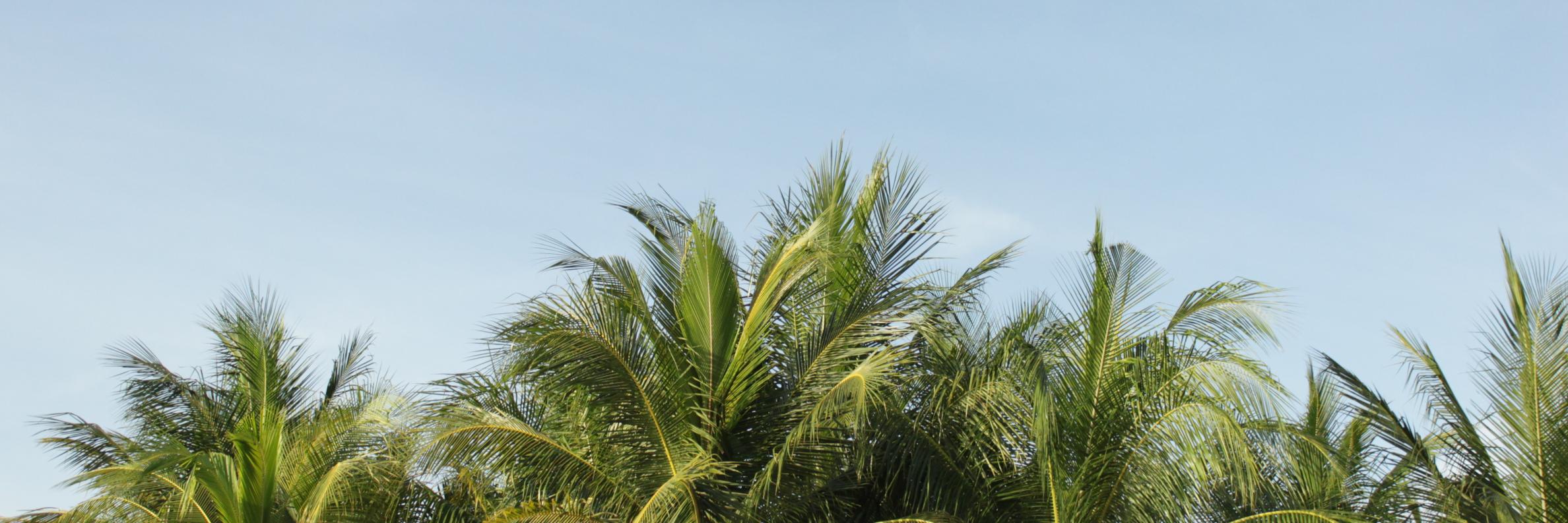 Nadia Mauli banner