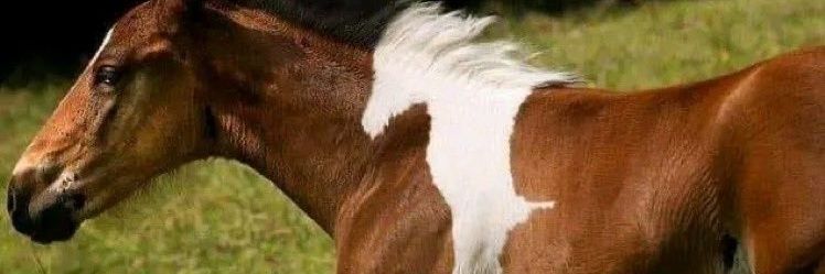 barontarzan's profile banner image