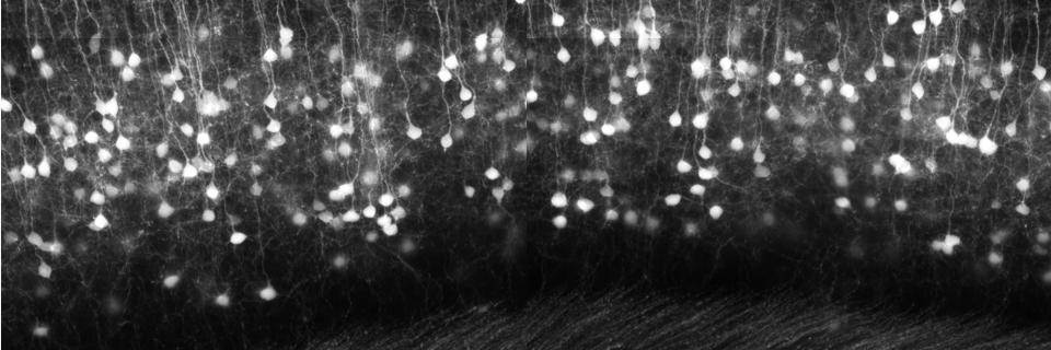 OpenMICBerkeley's profile banner image