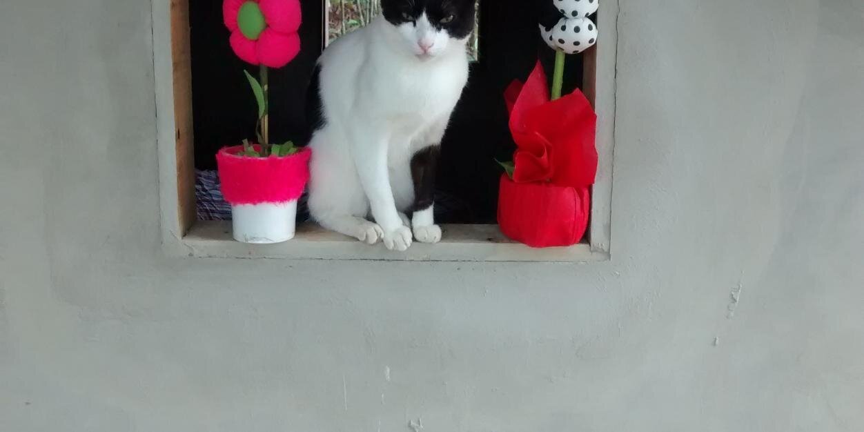 Verinha Sfalsin banner