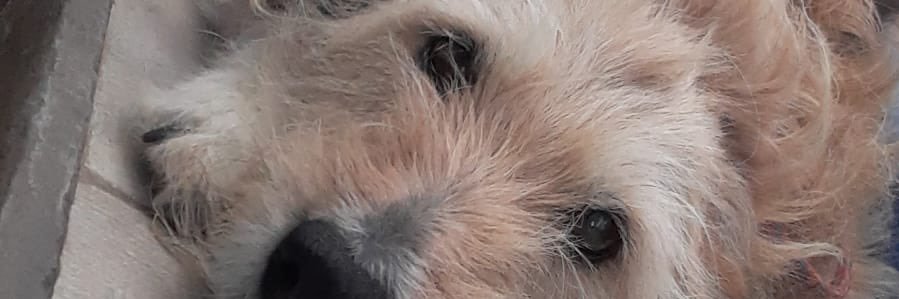 SLopezRiggio's profile banner image