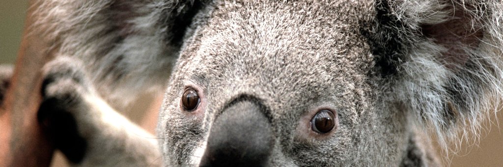 Pop Culture Writer👑 banner