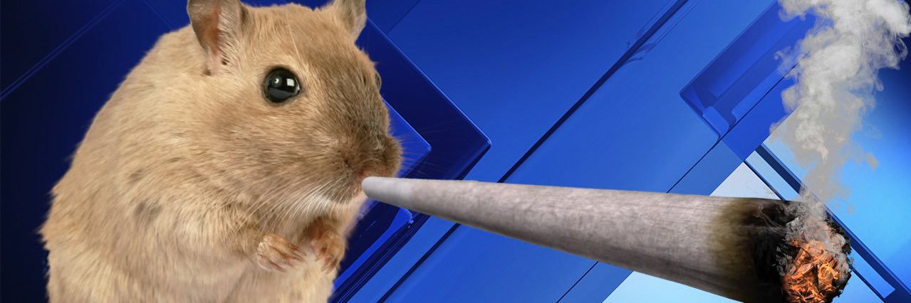 _churrooo's profile banner image