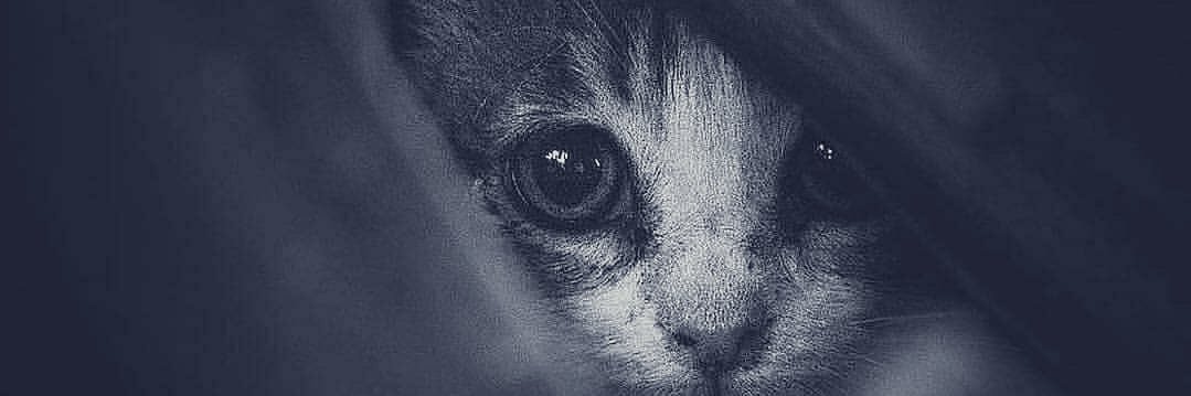 pakashu's profile banner image