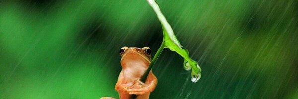 bearcats_dean Profile Banner