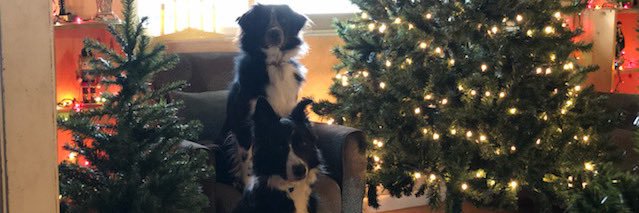 klarissatheestallion banner