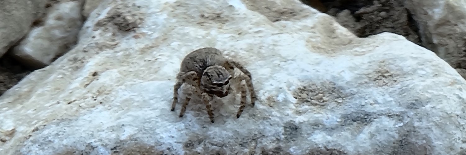 Danasaurus Rex banner