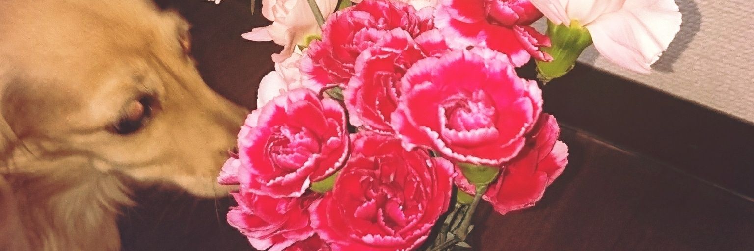 maayus19's profile banner image