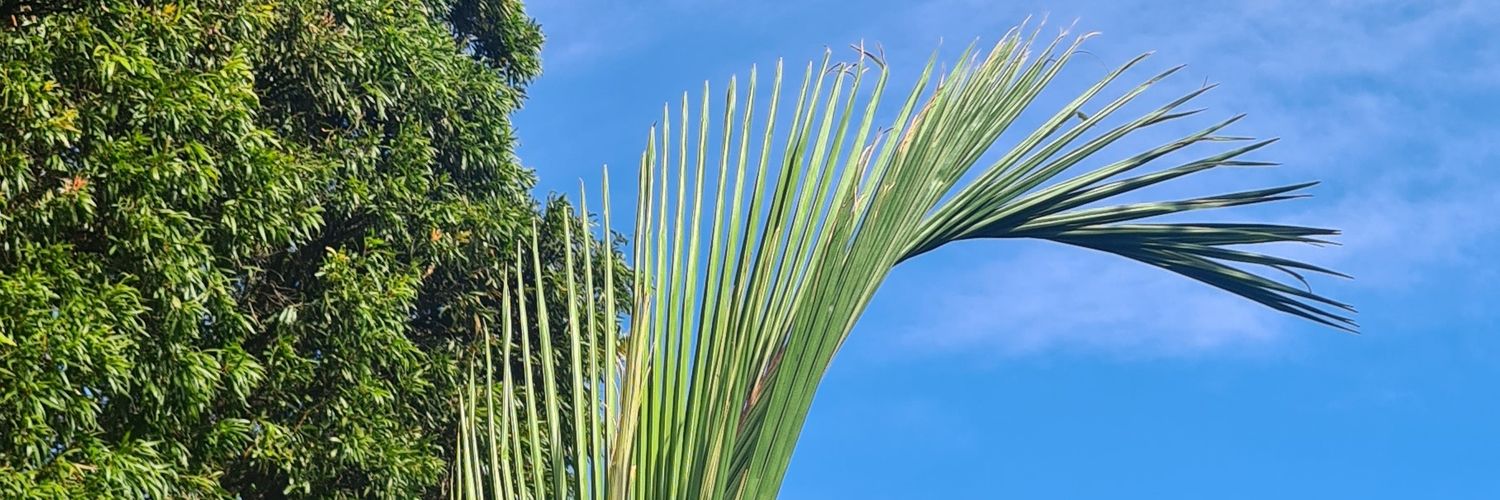 DC_CORN's profile banner image