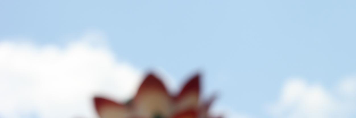 dardredor's profile banner image