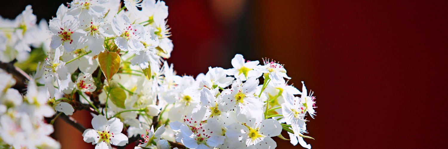 leeapple1127's profile banner image