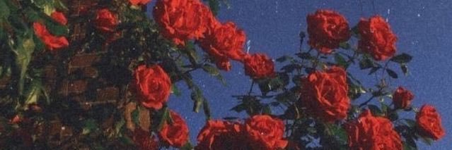 perowhykat's profile banner image