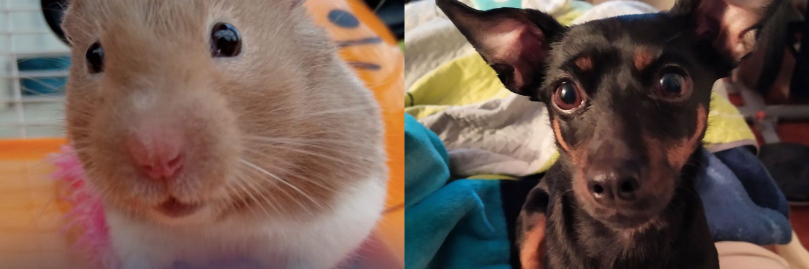 _ImMaggot's profile banner image