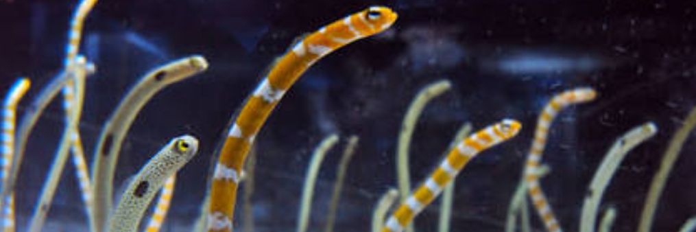 柊@出目芸忍 banner