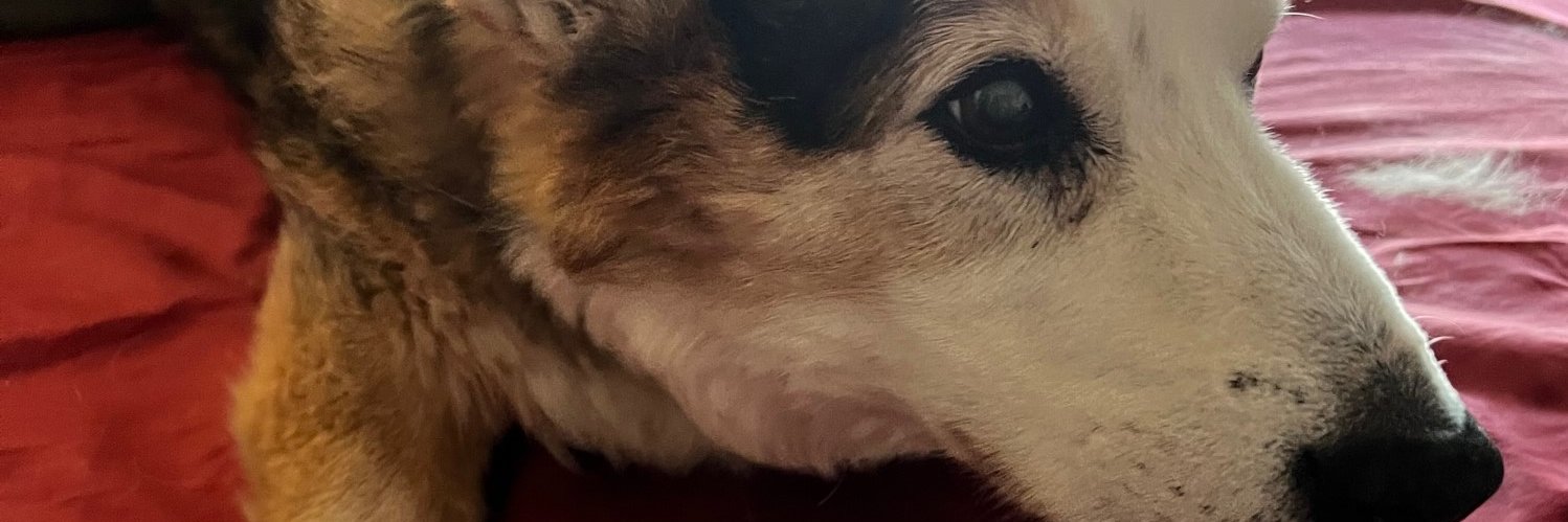 Barbara M Boyd banner