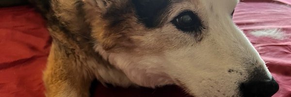 BarbaraMBoyd Profile Banner
