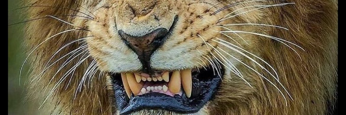 ILLKAT banner