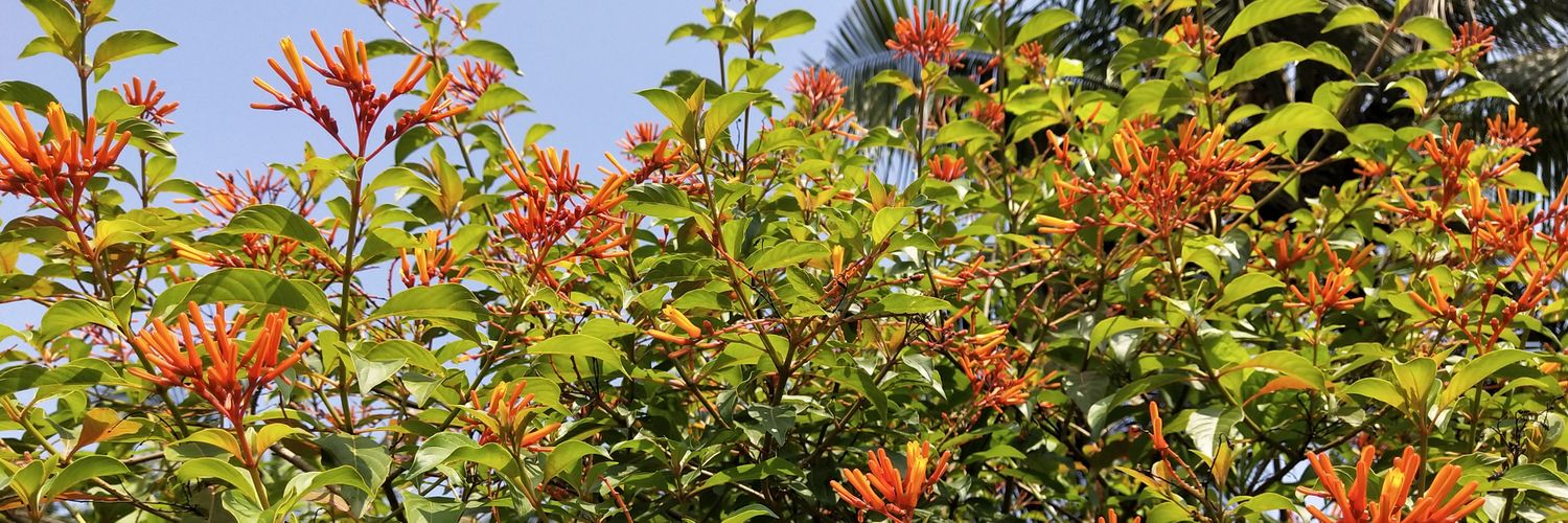 Chathrapathi_HG's profile banner image
