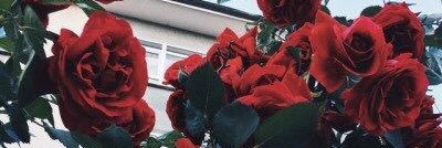tvoy_twit's profile banner image