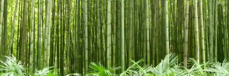 Killian Fitzpatrick banner