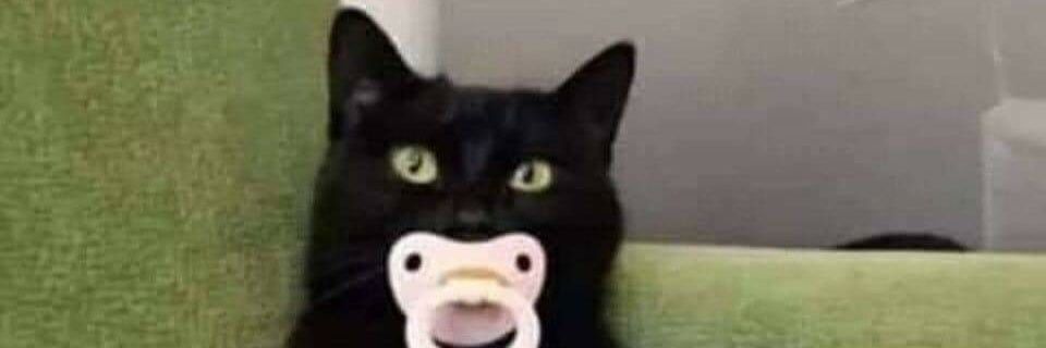 Lylowx's profile banner image