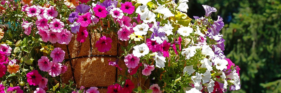 University Place, WA banner