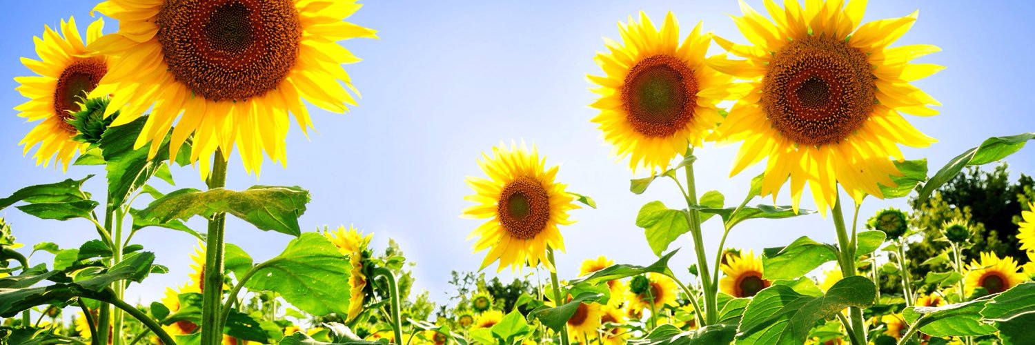 natalierod08's profile banner image