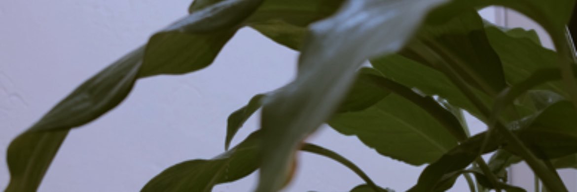lexmargar's profile banner image