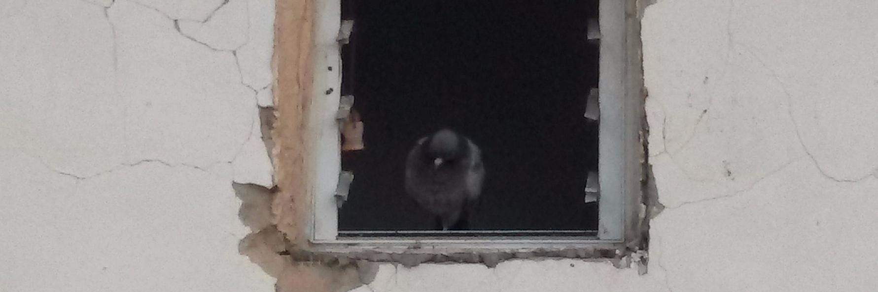 AngryMetaTraders banner