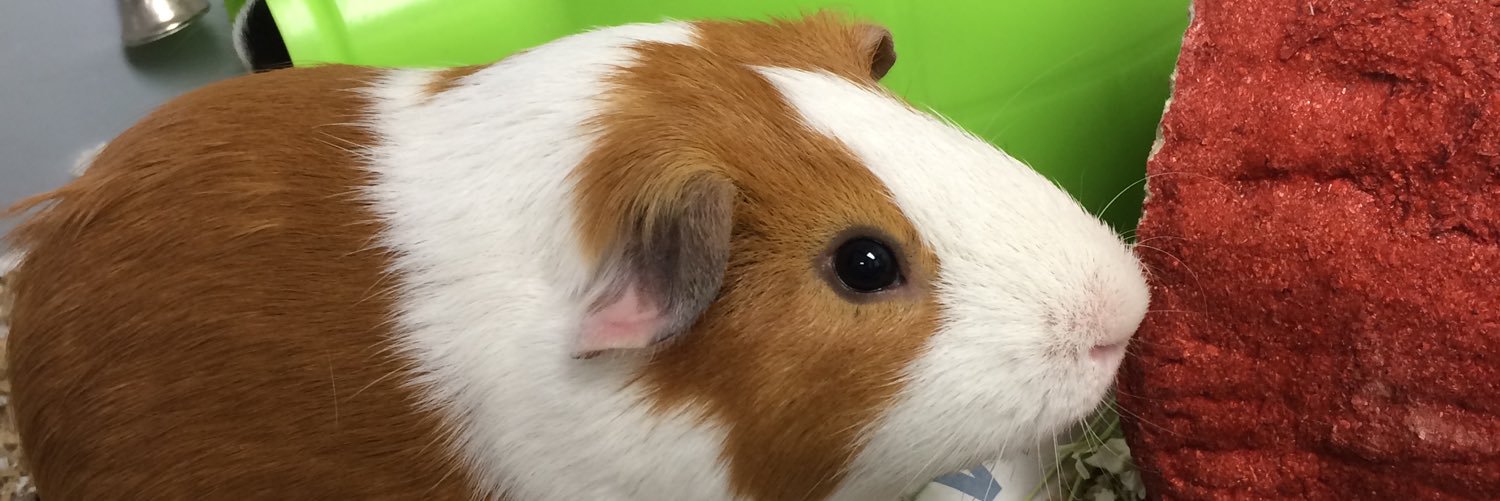 IC Animal Center banner