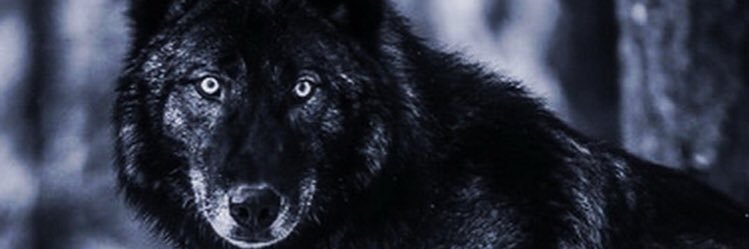 jhooper_4's profile banner image