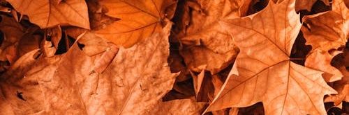 El_C0M's profile banner image