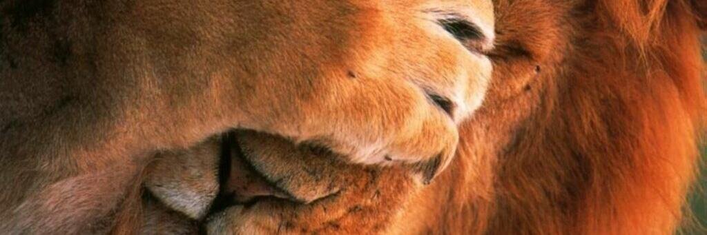 Gladiator in suit 👩🏽‍🎓 banner