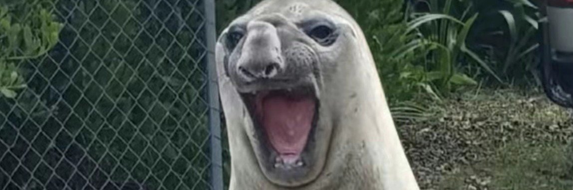 nippynogz's profile banner image