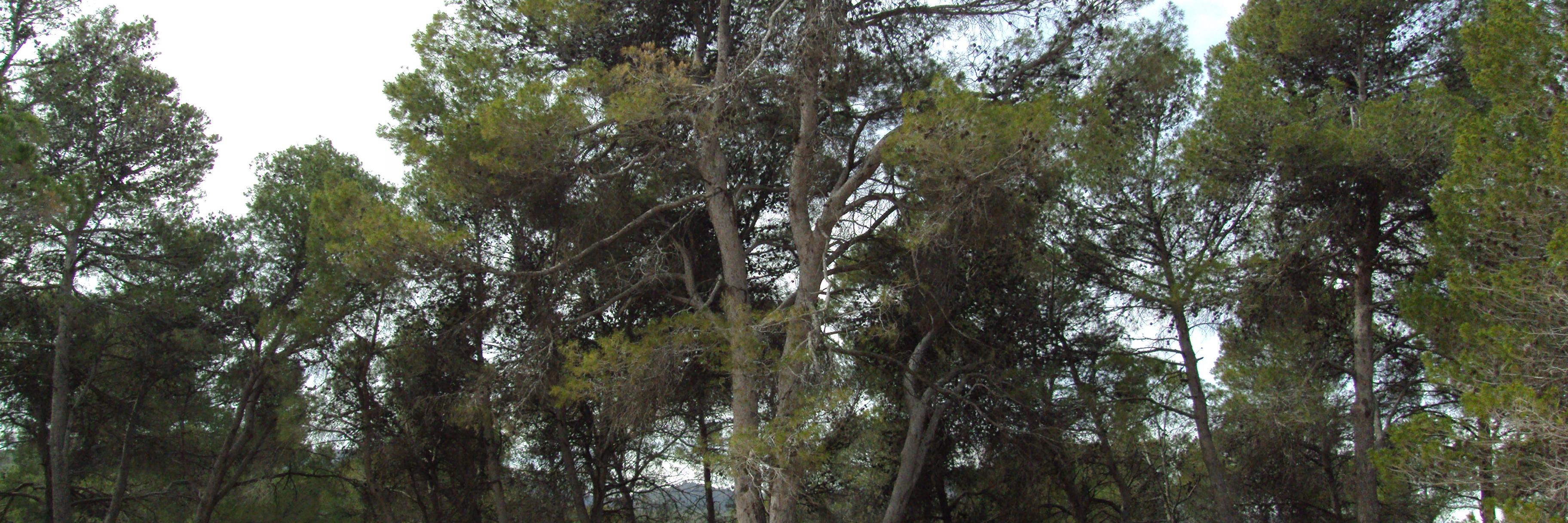 SergioGA13's profile banner image