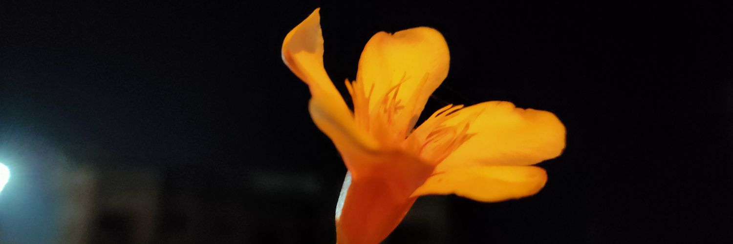 SunnyParnaliya's profile banner image