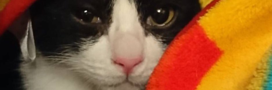 mango_andy_go's profile banner image