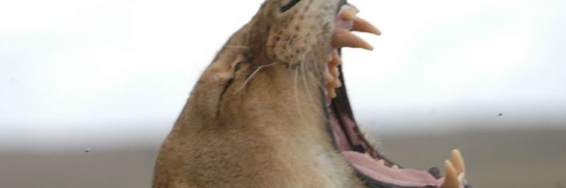 SKutata's profile banner image