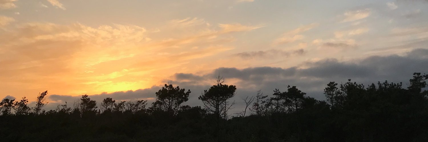 BiblioAmber's profile banner image
