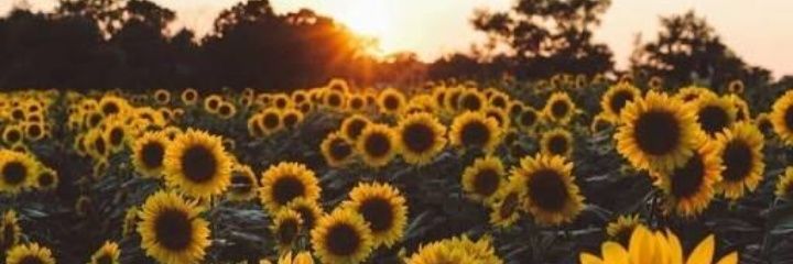 AlexandraLari1's profile banner image