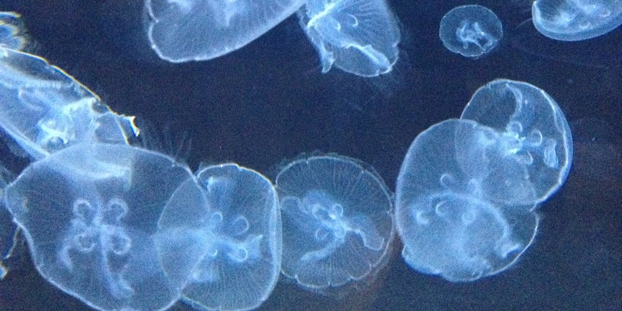 jenbacwoj's profile banner image