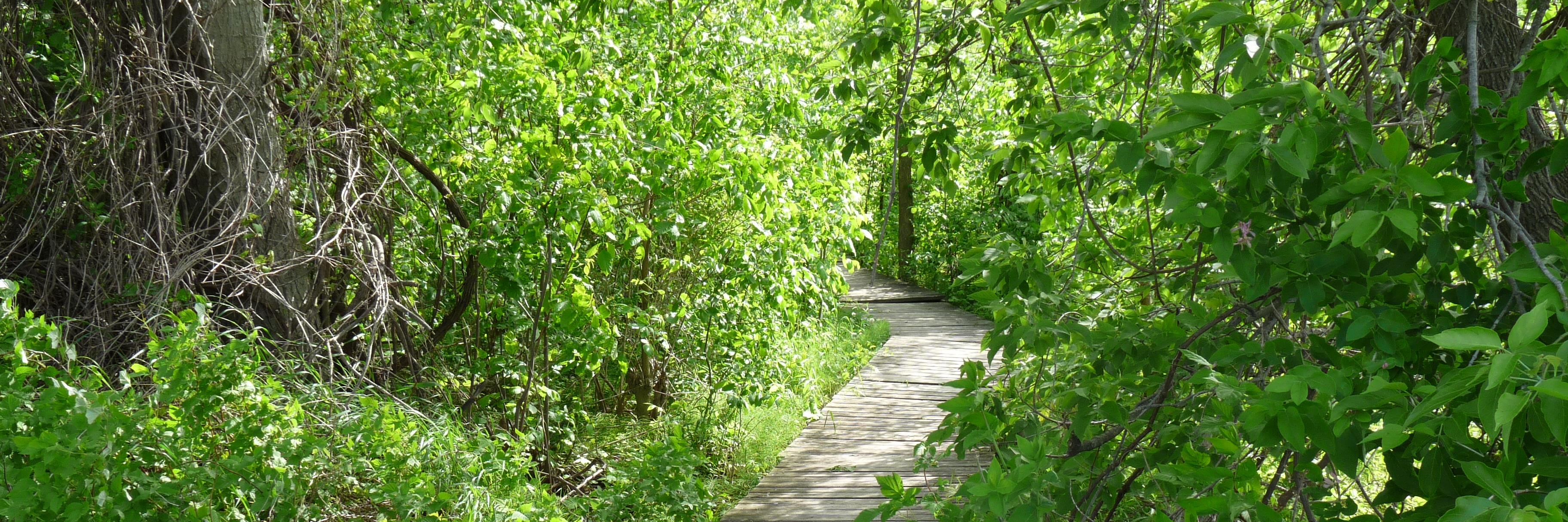 SelwynTrails's profile banner image