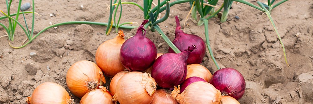 Humdinger Produce banner