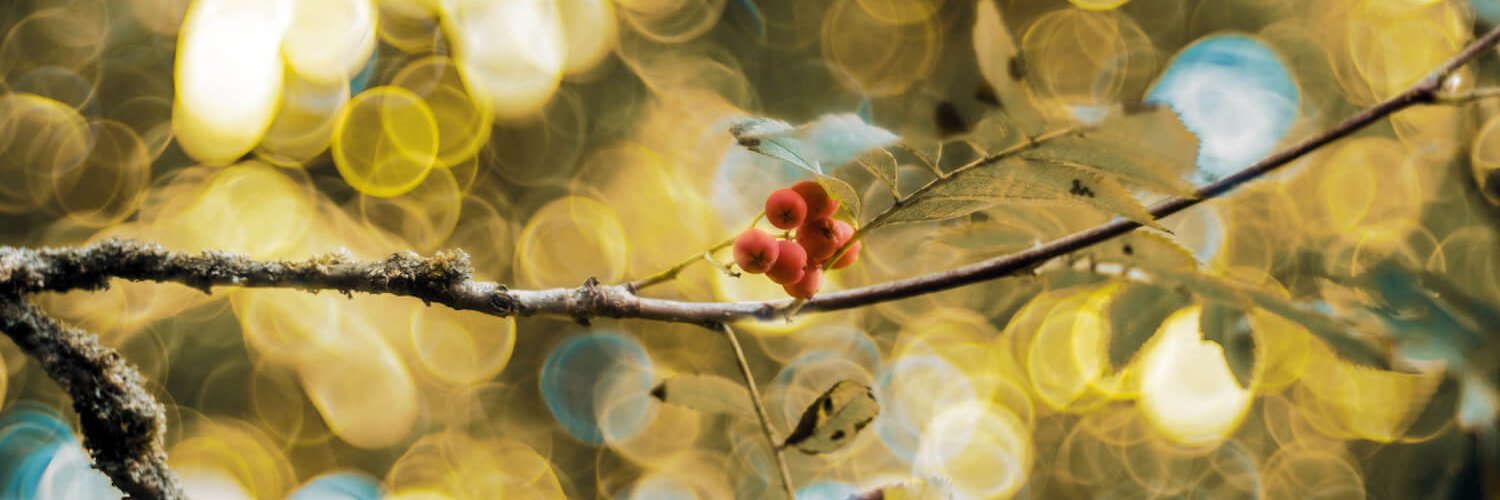 Meyer Optik Görlitz banner