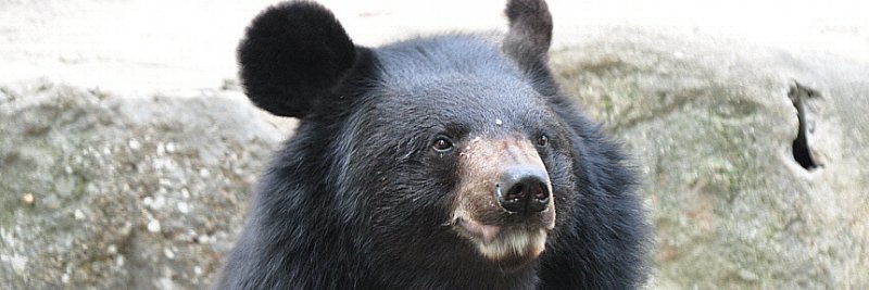Asiablackbear's profile banner image
